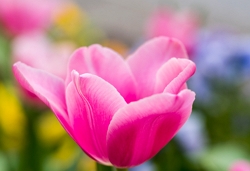 a beautiful, vibrant bright pink tulip, which is open, in full bloom